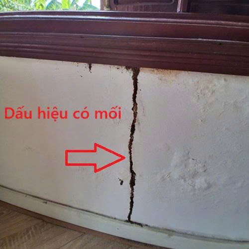 dấu hiệu nhận biết mối
